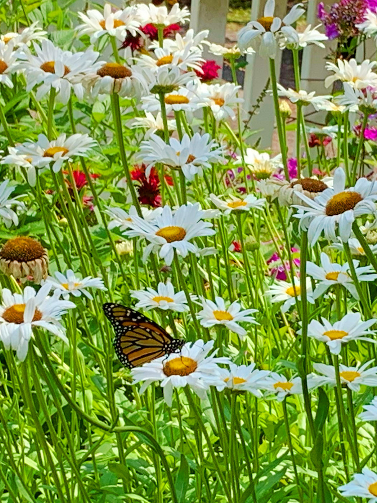 Carol Washington Landscape Designer in Saugerties NY