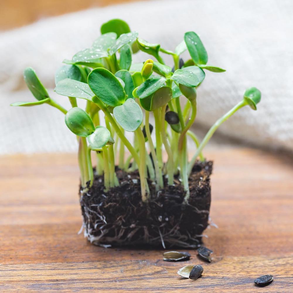sprouting greens by Chris Bob owner of Woodstock Microgreens in Woodstock NY