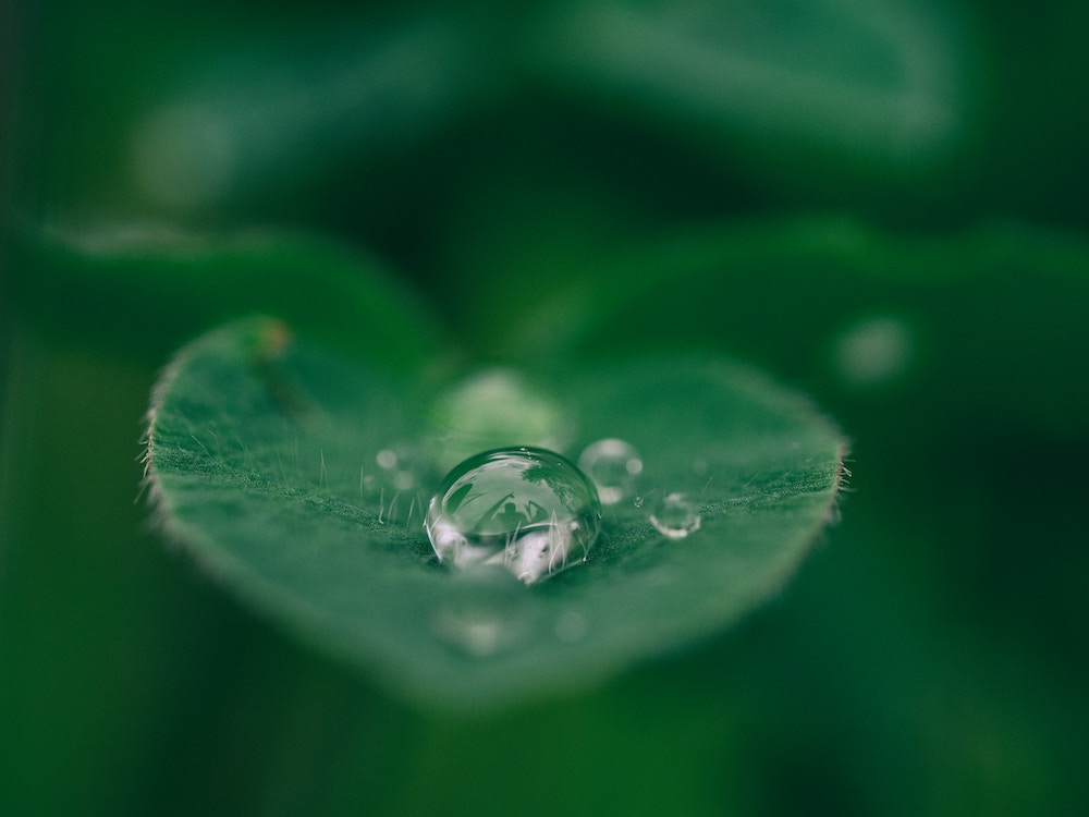 water drop on a leaf