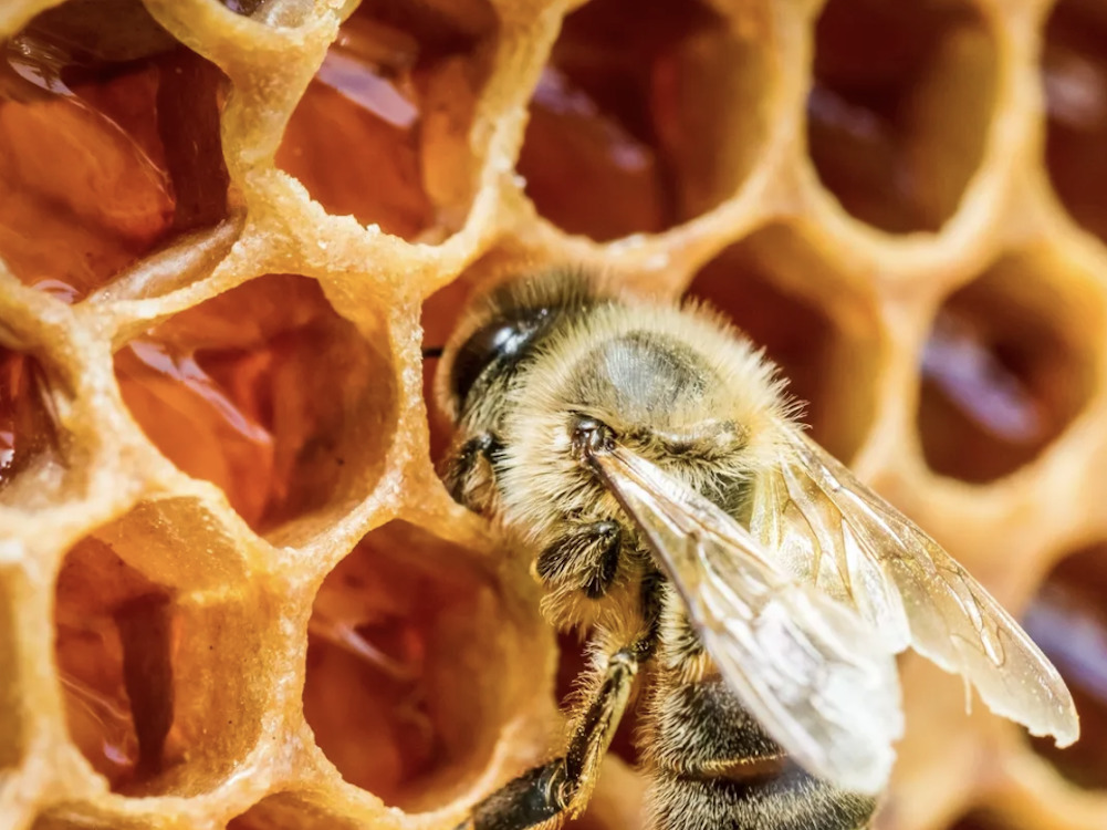 Beekeepers Resources in the Hudson Valley NY