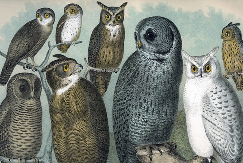 Red Owl Collective in Kingston NY
